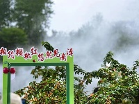 南漳：万亩樱桃红  民富村更美