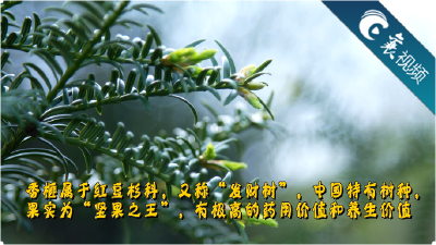 【襄视频】原产浙江诸暨，“发财树”香榧落户南漳肖堰