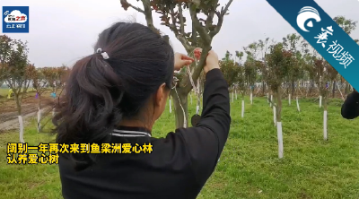 【襄视频】认养爱心树  共筑襄阳情