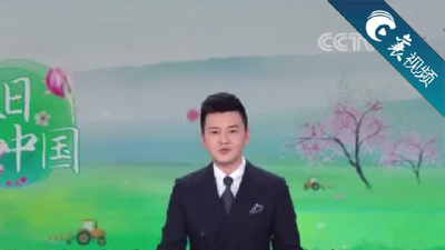 【襄视频】央视聚焦襄阳食用菌产业发展