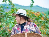 南漳：万亩樱桃红  民富村更美
