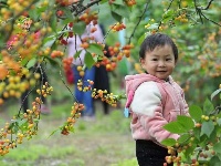 南漳：万亩樱桃红  民富村更美