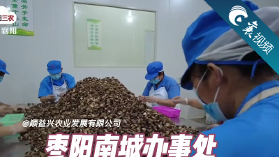 【襄视频】一年一个亿  香菇竟然这么值钱