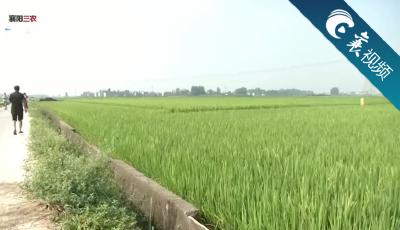 【襄视频】稻飞虱查防刻不容缓
