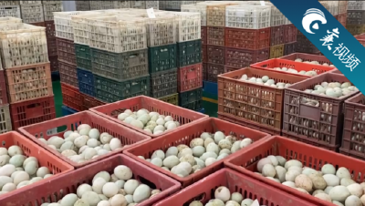 【襄视频】农产项目看宜城——国际一流生产工艺＋全套自动化生产设备