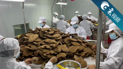 【襄视频】农产项目看南漳——农产品精深加工高科技出口企业