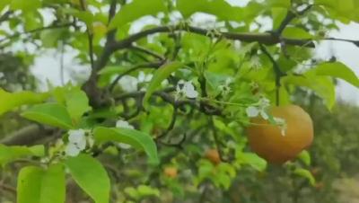 梨园采摘 快乐而归