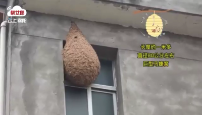 养老院惊现巨型马蜂窝，大小堪比“小冰箱”