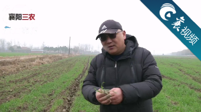【襄视频】雨雪天气 农技专家田间地头开药方