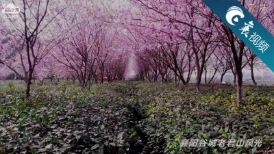 【襄视频】谷城老君山：十里樱花美如画