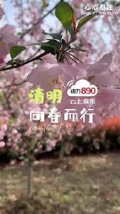 【心心相连】一年一春一清明，一想一念一追思