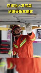 花蛇钻入车底盘  消防员拆车捕蛇