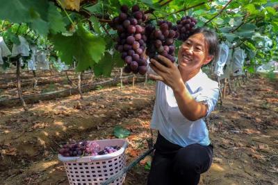 枣阳市太平镇：葡萄成熟  助农增收