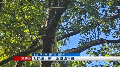 大蛇缠上树     消防请下来