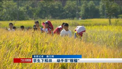 学生下稻田      动手学“稼穑”