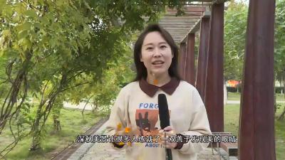 金秋舞旗山      醉美好“枫”景