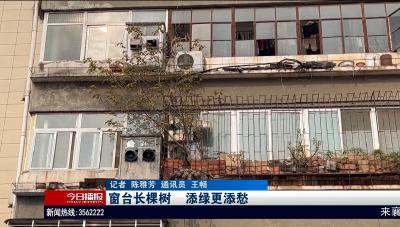 窗台长棵树      添绿更添愁