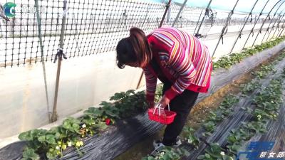 【记者走基层—庙滩行】发展采摘经济  助力乡村振兴