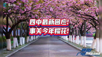 四中最新回应！事关今年樱花！