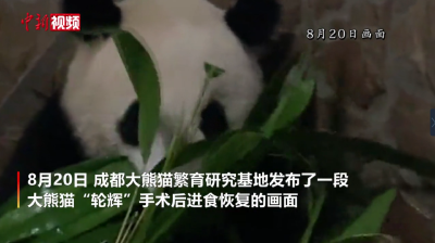 成都大熊猫繁育研究基地：“轮辉”术后一切正常