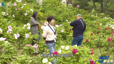 牡丹花开 春满隆中