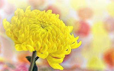 【清明节】襄阳娃娃们缅怀先辈！