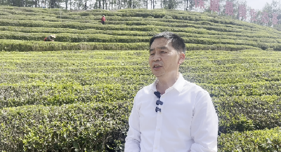 外国人也爱喝襄阳茶？襄阳高香茶远销国外！