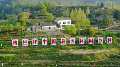 保康店垭格兰坪：茶香漫荆山 绘就“绿富美”