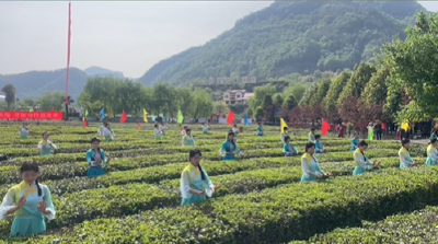 茶田起舞，乐动茶乡