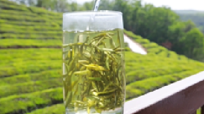 保康毛尖：香味非常足！茶汤非常鲜亮！