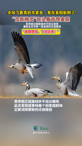 “高原精灵”斑头雁首现襄阳