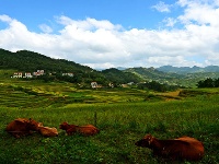 蕲春雾云山梯田美景