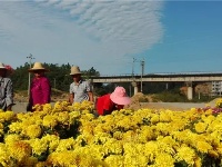 蕲春三万盆菊花扮靓金秋