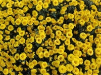 蕲春三万盆菊花扮靓金秋
