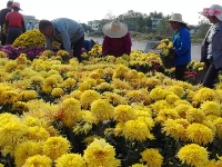 蕲春三万盆菊花扮靓金秋