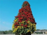 蕲春三万盆菊花扮靓金秋