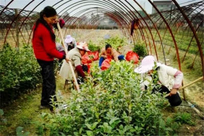 蕲春县林业局：周末垄上忙