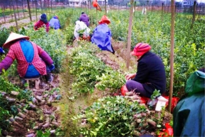 蕲春县林业局加强出圃苗木质量监管