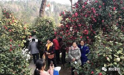 我市第五届湖北·麻城茶花文化旅游节于今日在麻城五脑山拉开帷幕