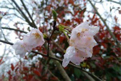 蕲州镇龙泉花海樱花迎宾