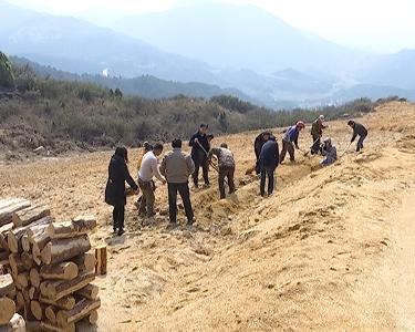 株林镇大崎山村因地制宜发展中药材生产