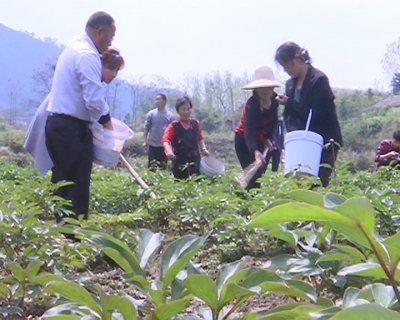 张塝镇中药材生产面积突破两万亩