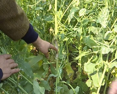 市农业局技术人员下乡指导春耕生产