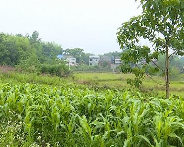   “一抗四保周年纪行”沙径村：“孤岛”显生机