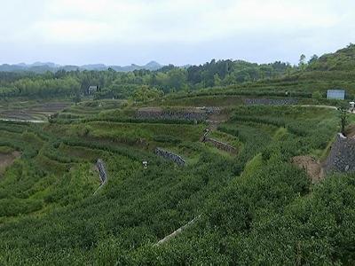 檀林镇裴围村做活茶旅联动文章