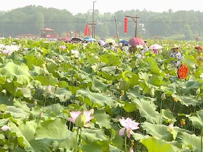 万亩荷花连成海 十里荷塘醉人游 
