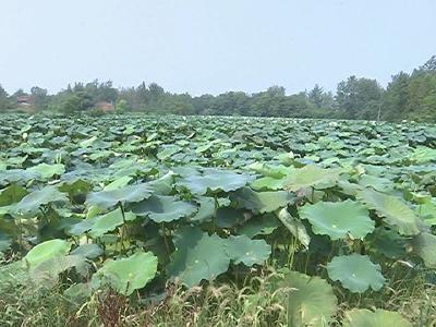 王松林：用勤劳双手走出贫穷困境