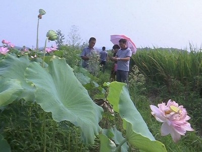 赤东镇关沙村：引进市场主体 带动群众增收