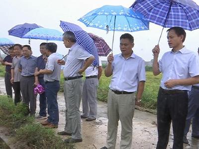 省农业厅专家组来我县开展再生稻头季实产验收