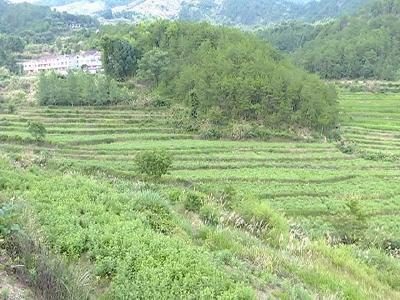檀林镇雷冲村坚持绿色发展强村富民